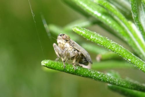 Issus coleoptratus